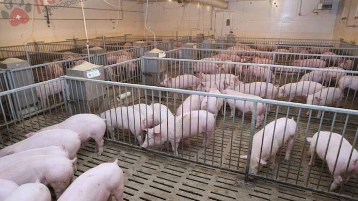 Nguyên tắc nào để tái đàn lợn an toàn?