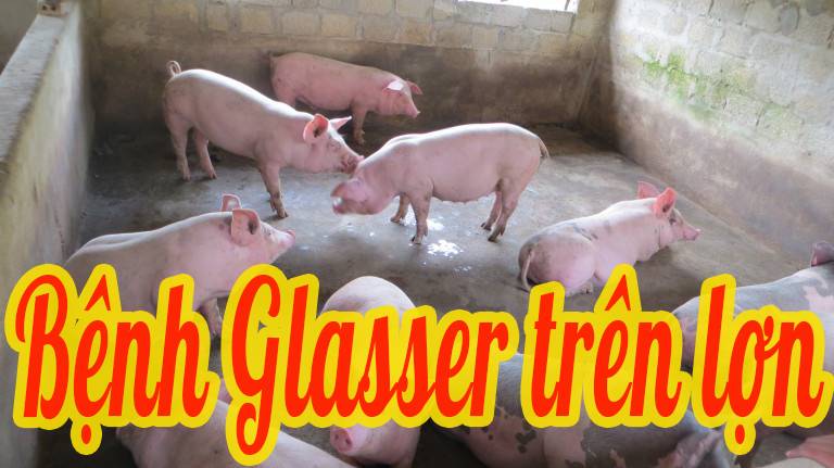 Bệnh GLASSER trên lợn