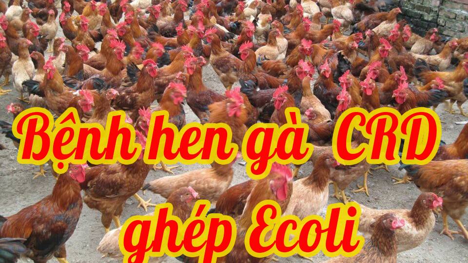 Bệnh hen gà CRD ghép Ecoli