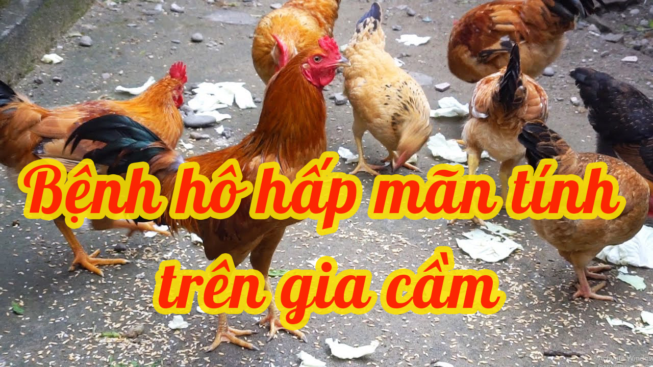 Bệnh đường hô hấp mãn tính (CRD) trên gia cầm