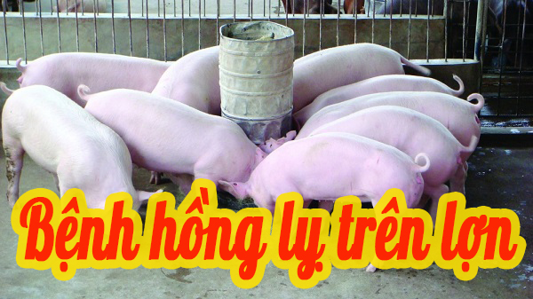 BỆNH HỒNG LỴ TRÊN LỢN