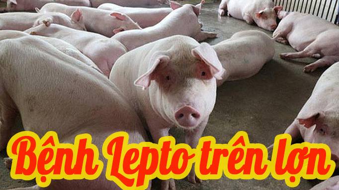 Bệnh Lepto trên lợn 