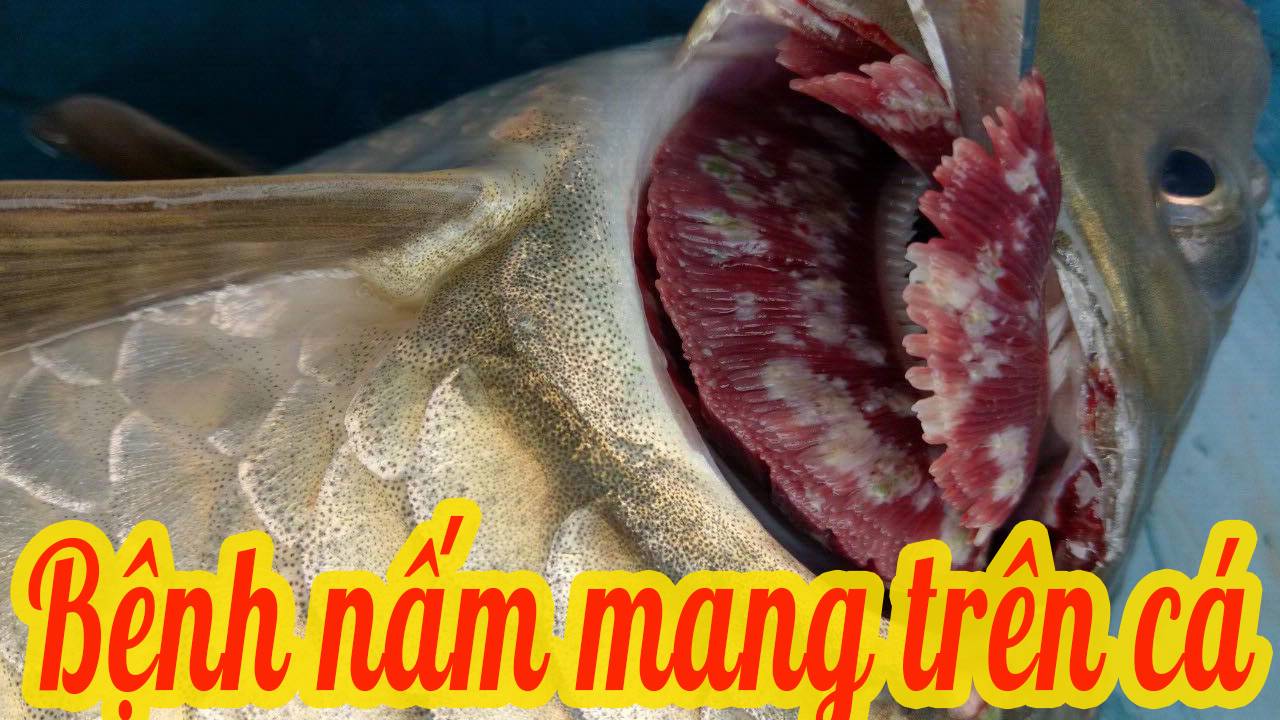 Bệnh nấm mang ở cá