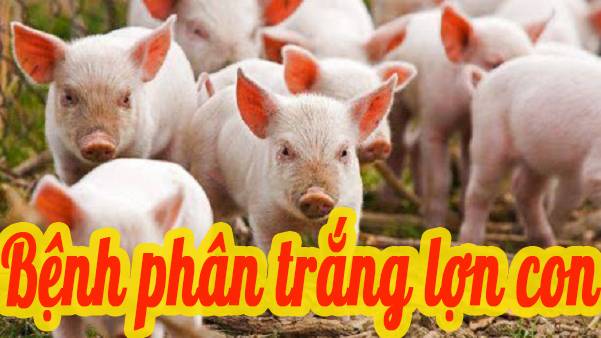 Bệnh phân trắng lợn con