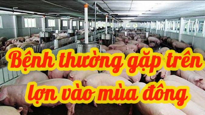 Bệnh thường gặp trên lợn vào mùa đông