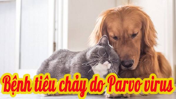 Bệnh viêm ruột tiêu chảy do Parvo virus trên chó mèo