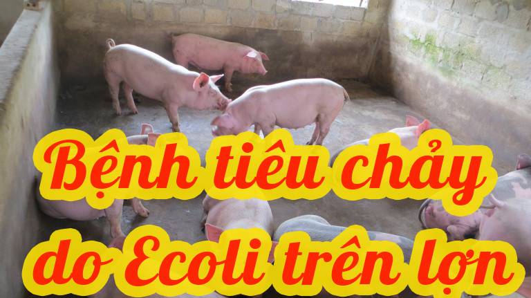 BỆNH TIÊU CHẢY DO E.COLI TRÊN LỢN