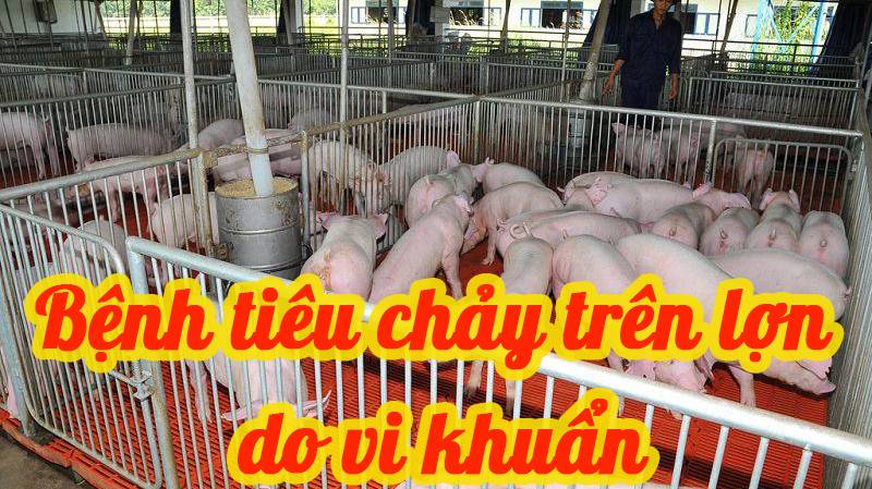 BỆNH TIÊU CHẢY TRÊN HEO THỊT DO BALANTIDIUM COLI