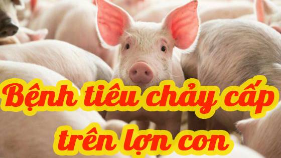 Bệnh tiêu chảy cấp trên lợn con (PED)