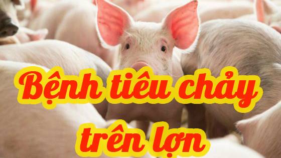 BỆNH TIÊU CHẢY Ở LỢN (PED)