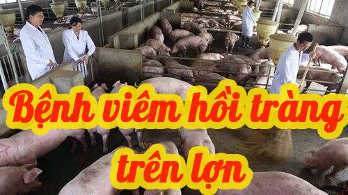 BỆNH VIÊM HỒI TRÀNG TRÊN LỢN