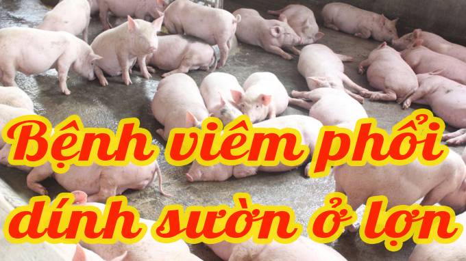 Bệnh viêm phổi dính sườn (APP) ở lợn