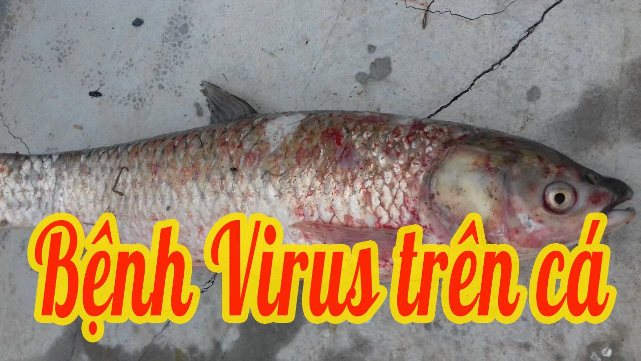 Bệnh Virus trên cá