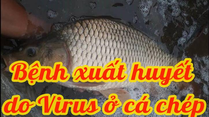 Bệnh xuất huyết do virus ở cá chép phòng bệnh và điều trị