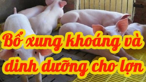 Bổ xung Khoáng vi lượng và dinh dưỡng trong chăn nuôi lợn