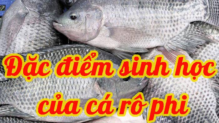 Đặc điểm sinh học của cá rô phi