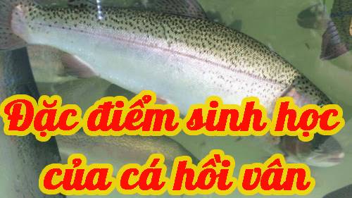 Đặc điểm sinh học của cá hồi vân