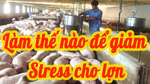 Làm thế nào để giảm stress nhiệt cho heo?