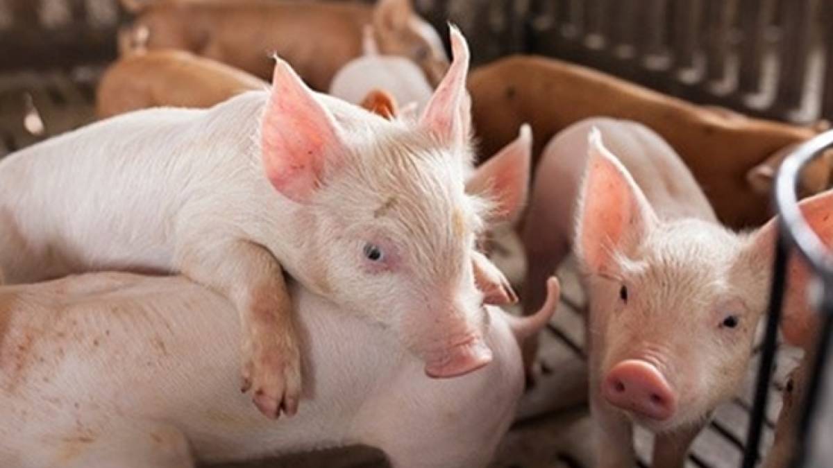 Khảo nghiệm vaccine ngừa dịch tả lợn Châu Phi cho kết quả ban đầu
