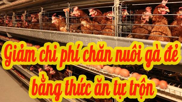 Giảm chi phí khi chăn nuôi gà đẻ bằng TACN tự trộn