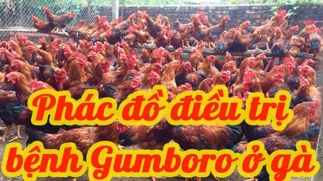 CHẨN ĐOÁN VÀ PHÁC ĐỒ ĐIỀU TRỊ BỆNH GUMBORO (IBD) Ở GÀ