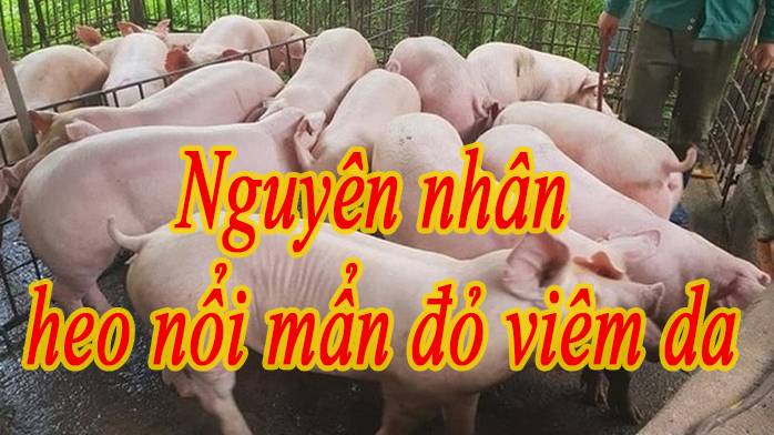 Heo nổi mẩn đỏ, viêm da làm sao để biết nguyên nhân ?