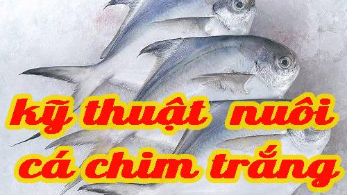 Kỹ thuật nuôi cá chim trắng