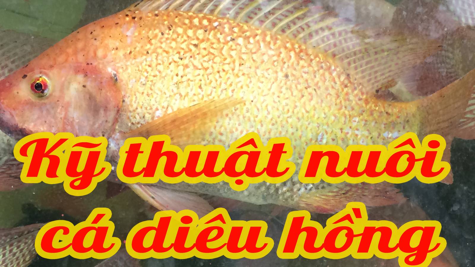 Kỹ thuật nuôi cá điêu hồng