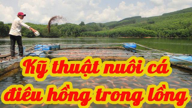 Kỹ thuật nuôi cá điêu hồng trong lồng 