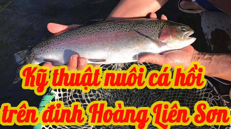 Kỹ thuật nuôi cá hồi trên đỉnh Hoàng Liên Sơn 