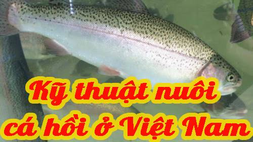 Kỹ thuật nuôi cá hồi ở Việt Nam