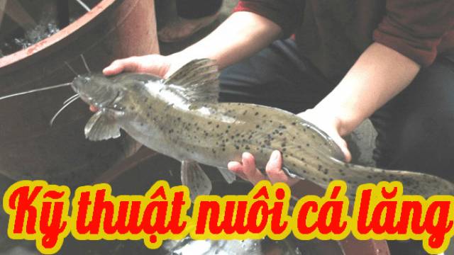 Kỹ thuật nuôi cá lăng