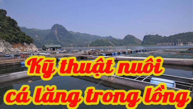 Kỹ thuật nuôi cá lăng trong lồng