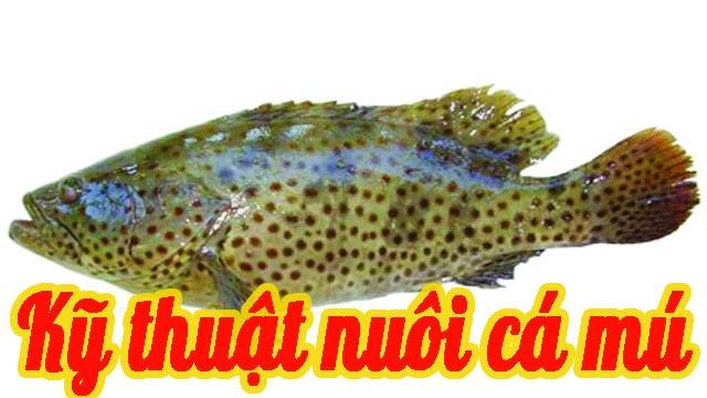 Kỹ thuật nuôi cá mú