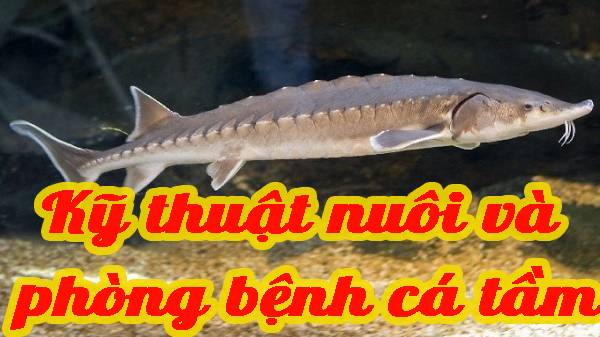 Kỹ thuật nuôi và phòng bệnh cá tầm