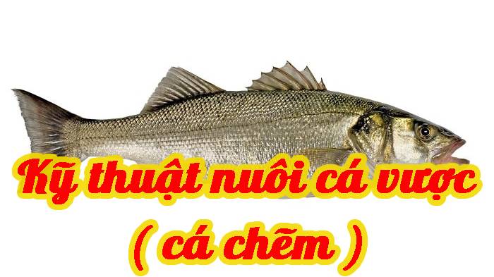 Kỹ thuật nuôi cá vược ( cá chẽm )