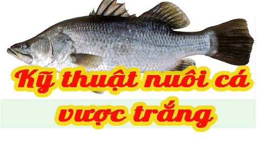 Kỹ thuật nuôi cá vược trắng