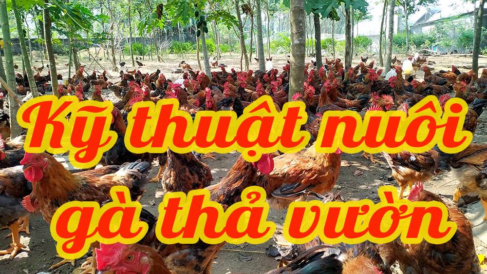 Kỹ thuật nuôi Gà thả vườn