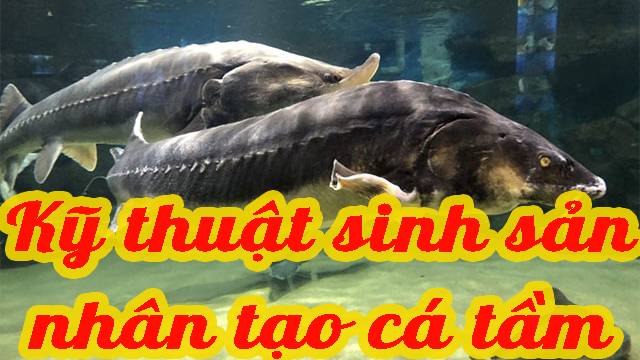 Kỹ thuật sinh sản nhân tạo cá tầm 