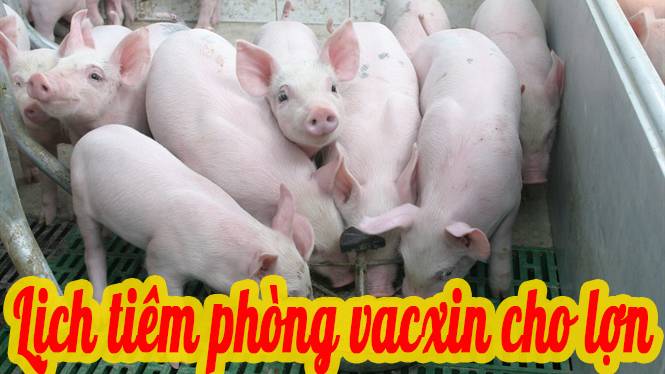 Lịch tiêm phòng Vacxin cho lợn