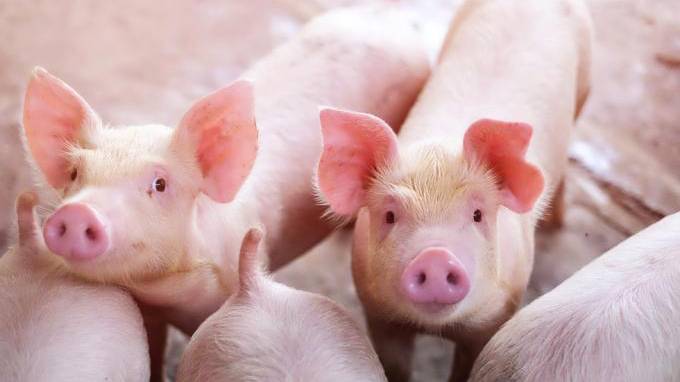 Bốn nguyên tắc vàng trong kiểm soát dịch bệnh trên lợn