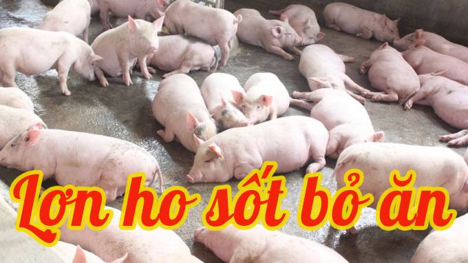 Lợn ho sốt bỏ ăn, không rõ nguyên nhân