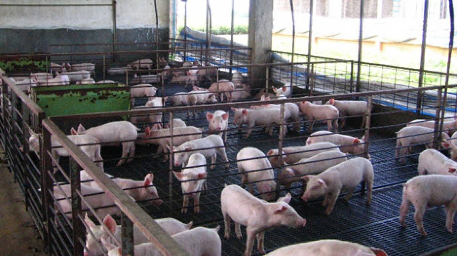 Kỹ thuật thiết kế chuồng nuôi lợn và một số dụng cụ thiết bị cần thiết trong chăn nuôi lợn
