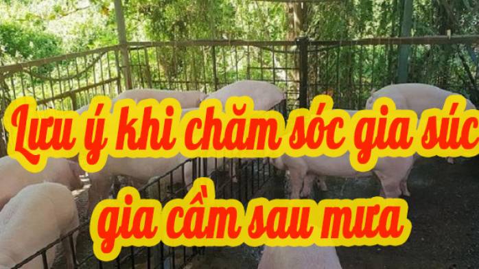 Lưu ý khi chăm sóc gia súc, gia cầm sau Mưa Lớn kéo dài