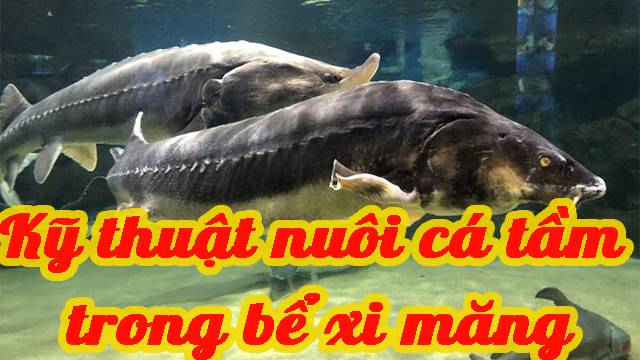 Kỹ thuật nuôi cá tầm trong bể xi măng