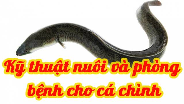 Kỹ thuật nuôi và phòng bệnh cho cá chình