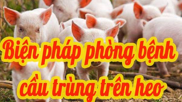 Nguyên nhân truyền lây mầm bệnh và các biện pháp phòng bệnh cầu trùng trên heo