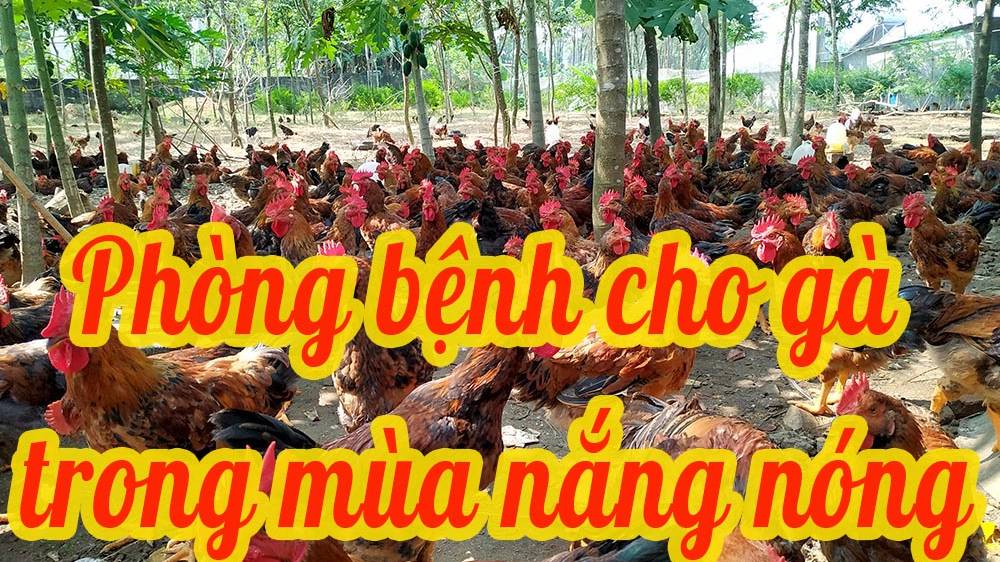 Phương pháp phòng bệnh cho gà trong mùa nắng nóng