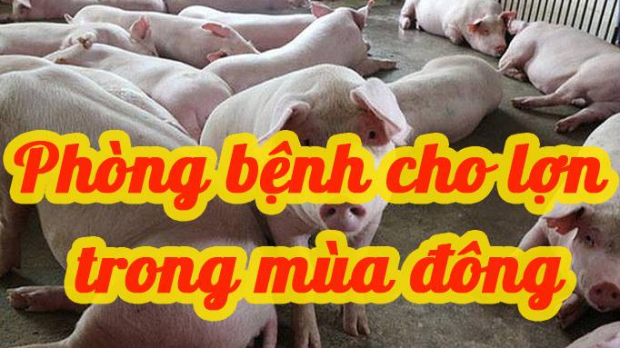 Phòng dịch bệnh cho lợn vào mùa đông