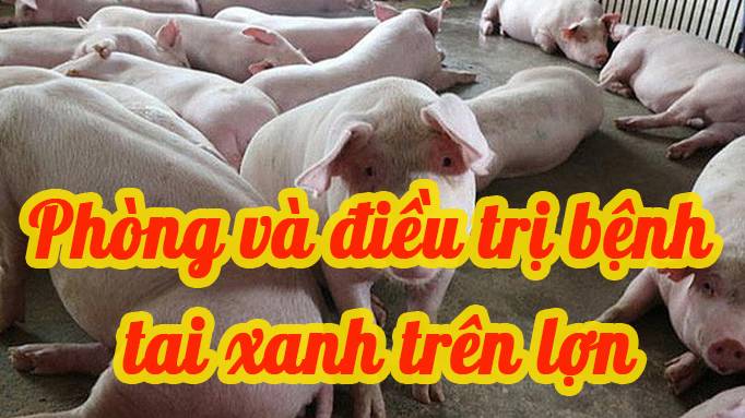 Phòng bệnh và điều trị bệnh tai xanh trên heo (PRRS)